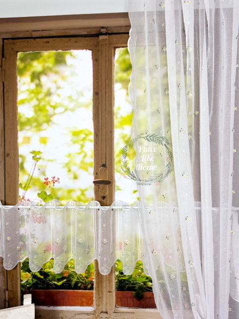 Zazdrostka stokrotka 30 cm