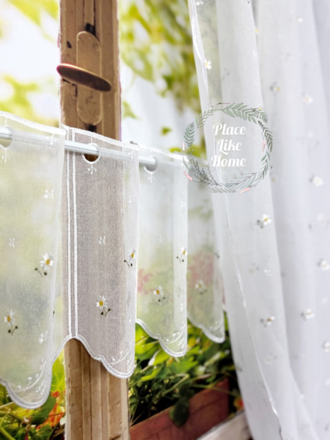 Zazdrostka Stokrotka 30 cm wysokości